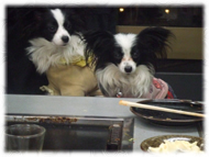 �t�����`�u���h�b�O�i�t���u���j�摜