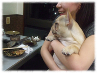 �t�����`�u���h�b�O�i�t���u���j�摜