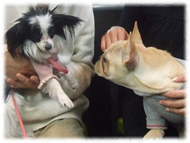 �t�����`�u���h�b�O�i�t���u���j�摜