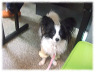 �t�����`�u���h�b�O�i�t���u���j�摜