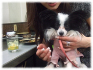 �t�����`�u���h�b�O�i�t���u���j�摜