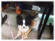 �t�����`�u���h�b�O�i�t���u���j�摜