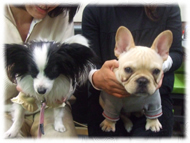 �t�����`�u���h�b�O�i�t���u���j�摜