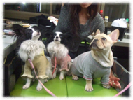 �A�g�X���L�摜