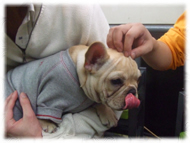 �t�����`�u���h�b�O�i�t���u���j�摜