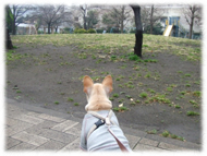 �t�����`�u���h�b�O�i�t���u���j�摜