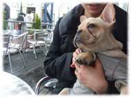 �t�����`�u���h�b�O�i�t���u���j�摜