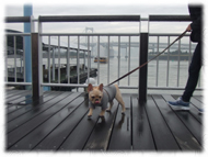 �t�����`�u���h�b�O�i�t���u���j�摜