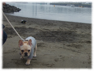 �t�����`�u���h�b�O�i�t���u���j�摜