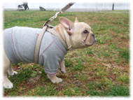 �t�����`�u���h�b�O�i�t���u���j�摜