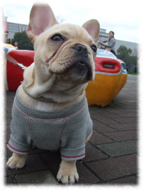 �t�����`�u���h�b�O�i�t���u���j�摜