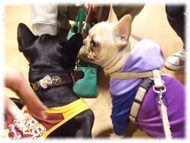 �t�����`�u���h�b�O�i�t���u���j�摜