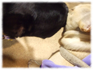 �t�����`�u���h�b�O�i�t���u���j�摜