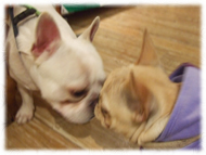 �t�����`�u���h�b�O�i�t���u���j�摜