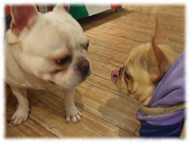 �t�����`�u���h�b�O�i�t���u���j�摜