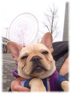 �t�����`�u���h�b�O�i�t���u���j�摜