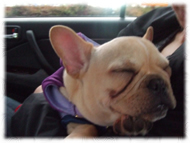 �t�����`�u���h�b�O�i�t���u���j�摜