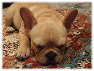 �t�����`�u���h�b�O�i�t���u���j�摜