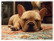 �t�����`�u���h�b�O�i�t���u���j�摜