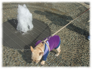 �t�����`�u���h�b�O�i�t���u���j�摜