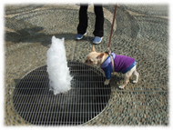 �t�����`�u���h�b�O�i�t���u���j�摜