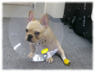 �A�g�X���L�摜