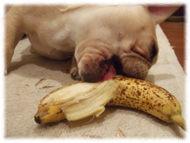 �t�����`�u���h�b�O�i�t���u���j�摜