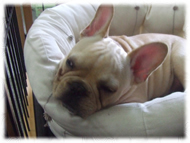 �t�����`�u���h�b�O�i�t���u���j�摜