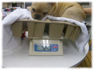 �t�����`�u���h�b�O�i�t���u���j�摜