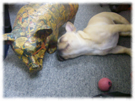 �t�����`�u���h�b�O�i�t���u���j�摜