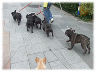 �t�����`�u���h�b�O�i�t���u���j�摜