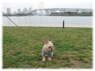 �t�����`�u���h�b�O�i�t���u���j�摜