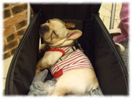 �t�����`�u���h�b�O�i�t���u���j�摜