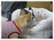 �t�����`�u���h�b�O�i�t���u���j�摜