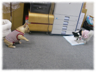 �t�����`�u���h�b�O�i�t���u���j�摜