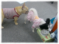 �t�����`�u���h�b�O�i�t���u���j�摜