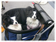 �t�����`�u���h�b�O�i�t���u���j�摜