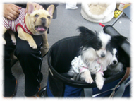 �t�����`�u���h�b�O�i�t���u���j�摜