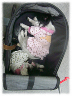 �t�����`�u���h�b�O�i�t���u���j�摜