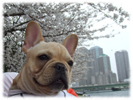 �A�g�X���L�摜