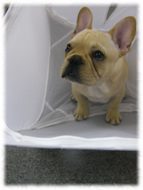 �t�����`�u���h�b�O�i�t���u���j�摜