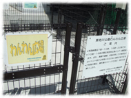 �t�����`�u���h�b�O�i�t���u���j�摜