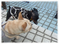 �t�����`�u���h�b�O�i�t���u���j�摜