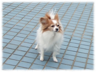 フレンチブルドッグ(フレブル)画像