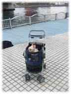 フレンチブルドッグ(フレブル)画像