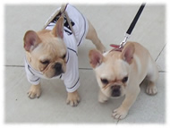 �t�����`�u���h�b�O�i�t���u���j�摜