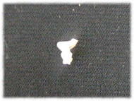 �t�����`�u���h�b�O�i�t���u���j�摜