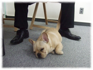 �t�����`�u���h�b�O�i�t���u���j�摜