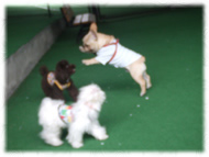 �t�����`�u���h�b�O�i�t���u���j�摜