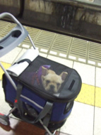 フレンチブルドッグ(フレブル)画像
